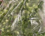 【ワンパン】ねぎと帆立のクリームパスタ作り方1写真