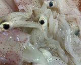 小イカと玉子の煮物作り方1写真