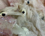 小イカと玉子の煮物作り方1写真
