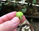 茶豆の茹で方作り方10写真