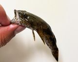 ドンコの塩焼き作り方1写真