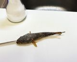 ドンコの塩焼き作り方2写真