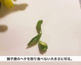 豚ひき肉と獅子唐の味噌スパゲッティ作り方1写真