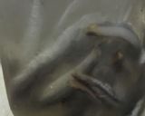 とん汁作り方3写真