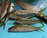 カタボシイワシ、ママカリ(サッパ)の酢漬作り方2写真
