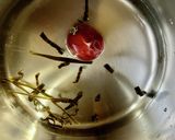 蓮根の梅煮〜乾燥と水滞による咳・痰に作り方2写真