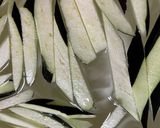 ナスのトロトロうま煮☆ナス大量消費作り方1写真
