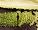 ゴーヤとベーコンのカレー粉炒め作り方1写真