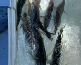釣って来たシマアジとイサキを卵かけご飯で作り方1写真