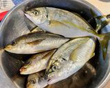 釣って来たシマアジとイサキを卵かけご飯で作り方2写真