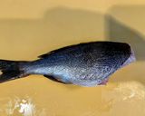 釣って来たシマアジとイサキを卵かけご飯で作り方4写真