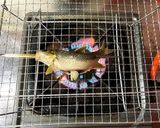 カワムツの塩焼き作り方4写真