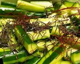あっさり美味しい♪長芋ときゅうりの浅漬け作り方3写真