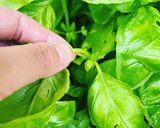かんたん調味料・バジルソルト作り方1写真
