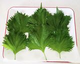 醤油とごま油の大葉漬け作り方1写真