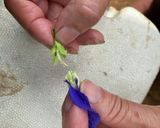 バタフライピーのアイスクリームゼリー作り方3写真