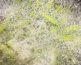 枝豆の茹で方作り方9写真