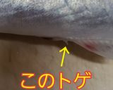 サバのした処理作り方3写真