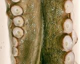 刺し身用・生タコのしゃぶしゃぶ作り方16写真