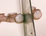 刺し身用・生タコのしゃぶしゃぶ作り方12写真