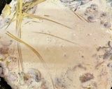 お手軽パスタ豆乳クリームカルボナーラ作り方3写真