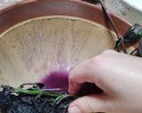 梅干し作り方7写真