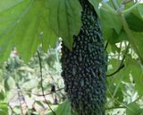超簡単で美味しいゴウヤの酢の物作り方1写真