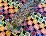 コストコのヒレ1pkで3食目!カツの太巻作り方6写真