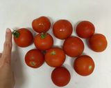 トマトの麺つゆ漬け作り方1写真