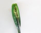 レンジで簡単!5分で☆丸ごとオクラサラダ作り方6写真