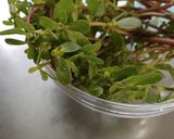 スベリヒユの辛子醤油和え作り方1写真