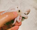 いかのピリ辛炒め（オジンオポックン）作り方6写真