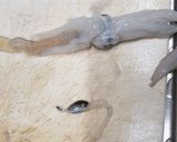 なべじの剣先イカの下処理作り方3写真