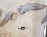 なべじの剣先イカの下処理作り方4写真