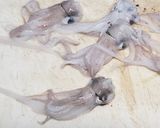 なべじの剣先イカの下処理作り方7写真