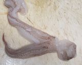 なべじの剣先イカの下処理作り方8写真