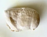 簡単ヘルシー！おからのチキンナゲット作り方3写真