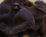 生きくらげだけのナムル作り方1写真
