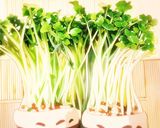 緑のタバスコで食べるハラペーニョそうめん作り方10写真