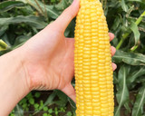 ひげまで美味しく☆とうもろこしのかき揚げ作り方8写真
