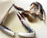ワタリガニ・カニみそ濃厚お味噌汁作り方11写真