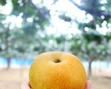 簡単映える♪丸ごと梨ゼリー作り方8写真