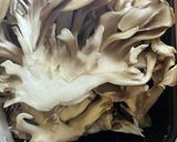 オガタ家 夕食の野菜作り方3写真
