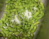 枝豆はこれが一番!作り方5写真