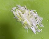 薬味たっぷり♪焼き茄子の冷やしたぬき蕎麦作り方6写真