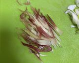 薬味たっぷり♪焼き茄子の冷やしたぬき蕎麦作り方7写真