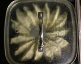 【王道】基本の焼き餃子作り方4写真