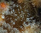 鶏の唐揚げ　焼肉のたれ味作り方5写真