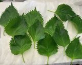 ５分で完成！ご飯が進む！無限大葉作り方2写真