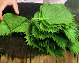 【シソ大量消費】ごまの葉風醤油漬け作り方1写真